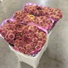 SANTINI DORIA CHERRY